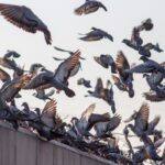 Come evitare un’invasione di piccioni sul tuo balcone