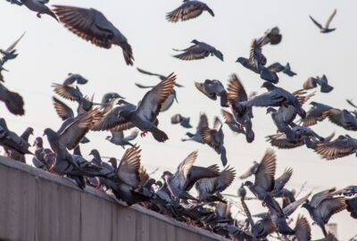 Come evitare un’invasione di piccioni sul tuo balcone